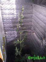 IMG00141.jpg IMG00141.jpg