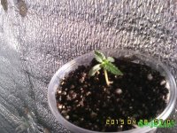 IMG00142.jpg IMG00142.jpg