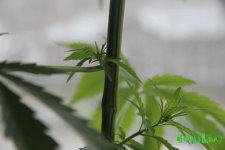 IMG_1480.JPG