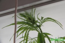 IMG_1483.JPG
