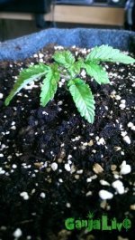 2015-04-30 16.15.03.jpg