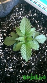 2015-05-03 18.11.36.jpg