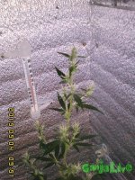 IMG00154.jpg IMG00154.jpg