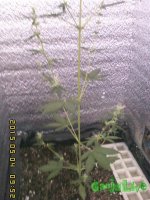 IMG00155.jpg IMG00155.jpg