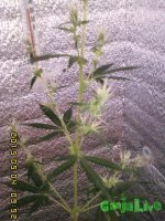 IMG00156.jpg IMG00156.jpg