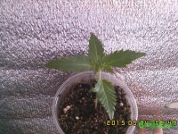 IMG00150.jpg IMG00150.jpg