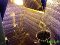 IMG00162.jpg IMG00162.jpg