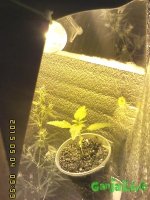 IMG00174.jpg IMG00174.jpg