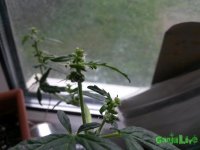 Младшая 3.jpg