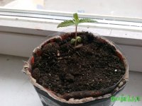 моя малышка.jpg