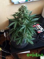IMG_1560.jpg
