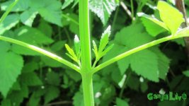 IMG_0261.JPG