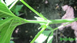 IMG_0262.JPG