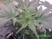 IMG_20150528_191944.jpg