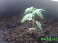 пиздюлина два.jpg