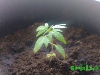 пиздюля раз.jpg