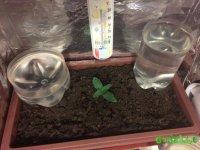 IMG_2597.jpeg