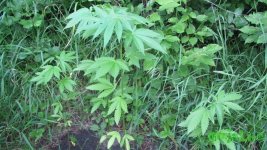 IMG_0285.JPG