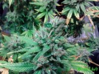 IMG_20150705_172240 (800x600).jpg