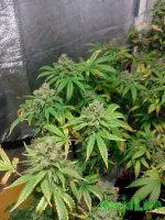 IMG_20150705_172511 (600x800).jpg