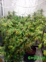 IMG_20150705_172520 (600x800).jpg