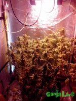 IMG_20150705_172559 (600x800).jpg