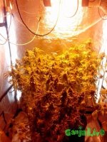 IMG_20150705_172602 (600x800).jpg