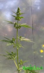 2015-06-09 08.36.46-1.jpg