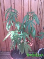IMAG0065.jpg
