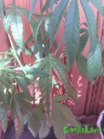 IMAG0066.jpg