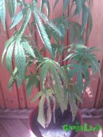 IMAG0067.jpg
