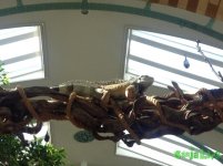 IMG_7787.JPG