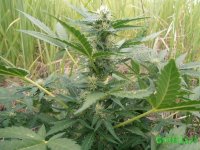 P6090038 - копия.JPG