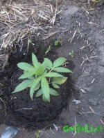 1 месяц 11 дней, цветение.jpg