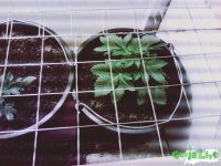 6.jpg 6.jpg