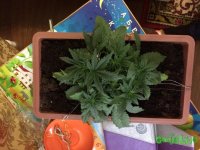 IMG_2791.jpeg