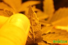 IMG_8969.JPG