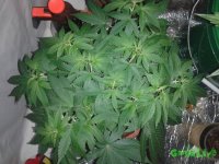 20150617_121557.jpg