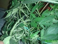 20150617_121619.jpg
