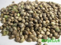 marijuana_seeds_by_mail.jpg