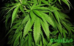 maryjane.jpg