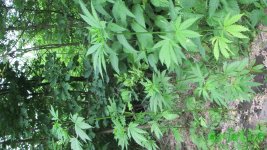 IMG_02961.JPG