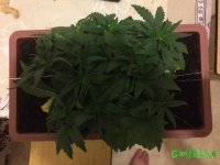 IMG_2802.jpeg