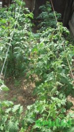IMG_0304.JPG