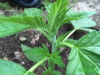 IMG_0432.JPG