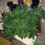 IMG_2816.jpeg