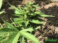 9 день полива рипеном (1).jpg