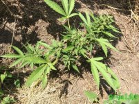 9 день полива рипеном (2).jpg