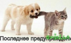 posledneye-preduprezhdeniye-bylo-ne-mashi-hvostom...-ne-slushal..._1318605966.jpg