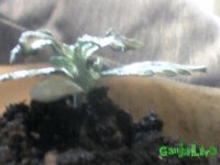 Image06.jpg